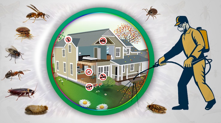 Derepazarı Böcek İlaçlama