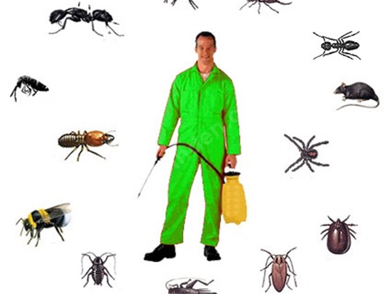 Derepazarı Böcek İlaçlama